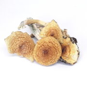 $50 off 1/2 Pounds of Mushrooms